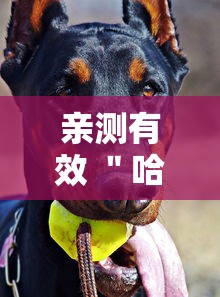 亲测有效 ＂哈狗麻将开挂”真的有挂