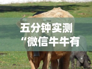 五分钟实测“微信牛牛有开挂吗[真的有挂]